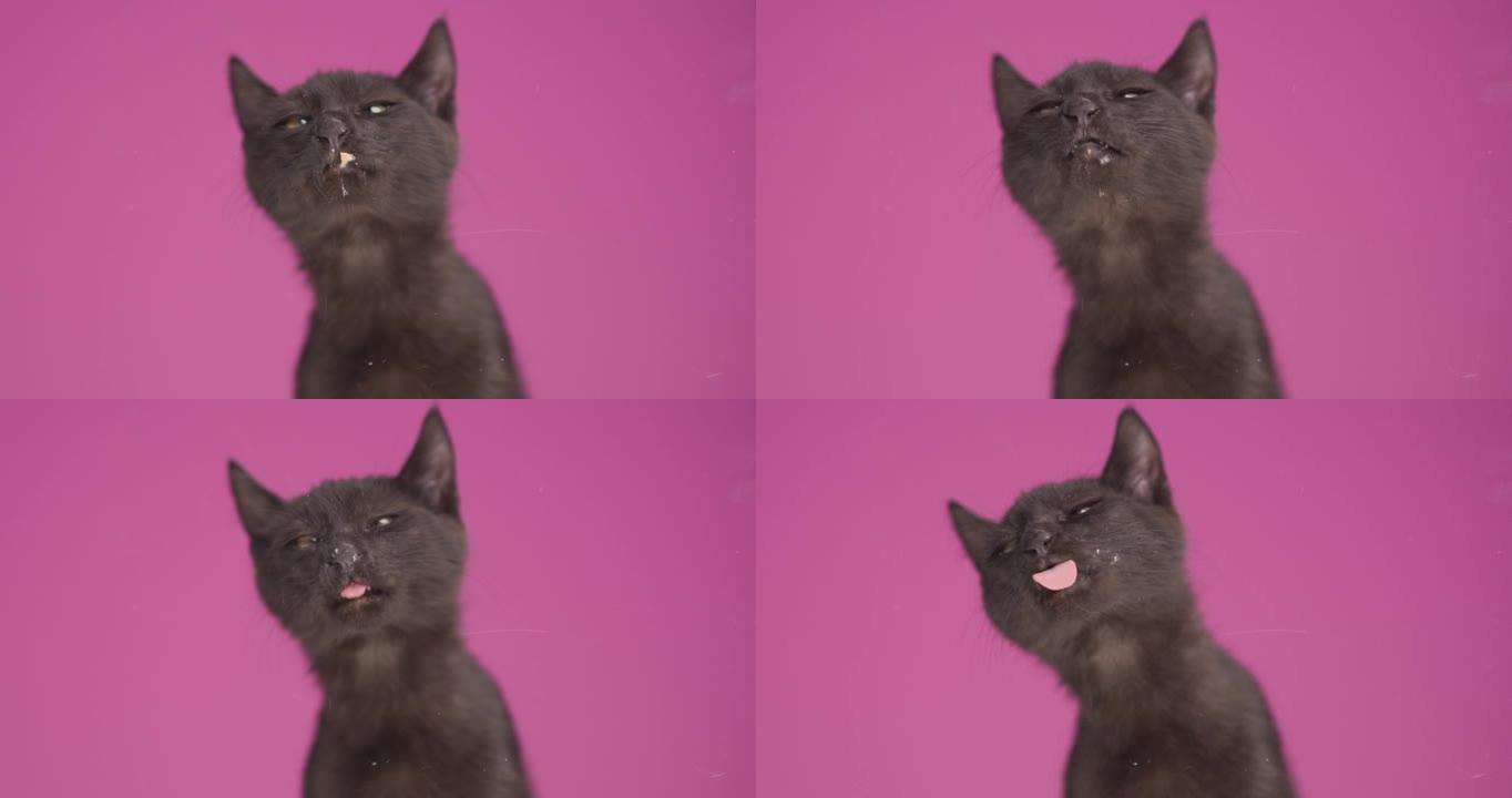 粉红色背景下的黑色小梅蒂斯猫伸出舌头舔透明玻璃，在工作室饿了