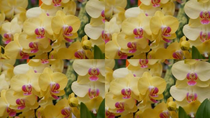 植物园中展出的鲜亮的黄色兰花