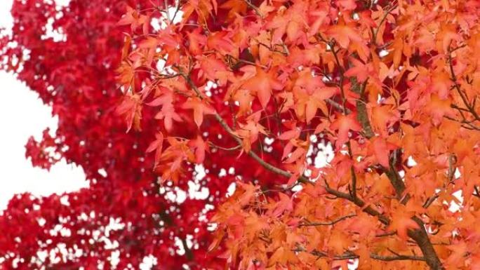 在10月的秋季，美丽的橙色和红色枫叶随风移动。