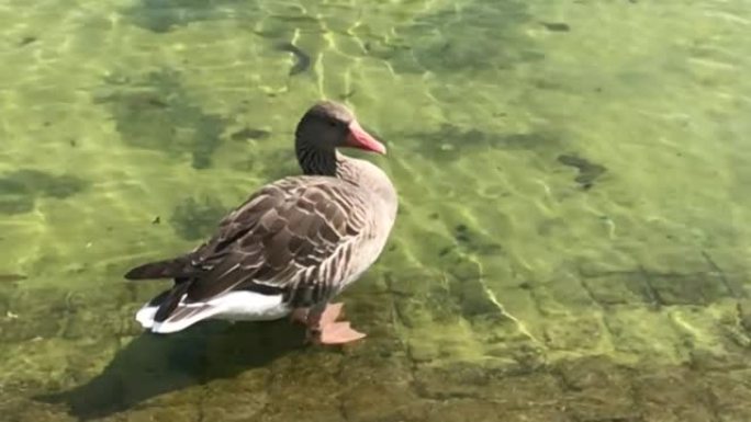 夏季市区观赏花园的绿鹅日光浴慢动作