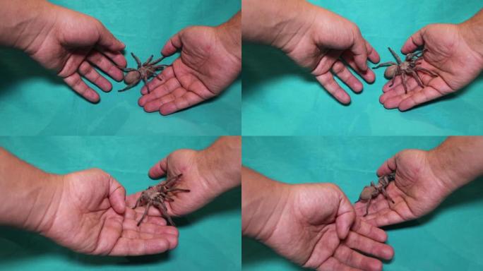 狼蛛，绿背地上的蜘蛛
第一次处理野生狼蛛
特写蜘蛛的雌性
女性可以活到25岁
狼蛛毒牙，昆虫，昆虫，