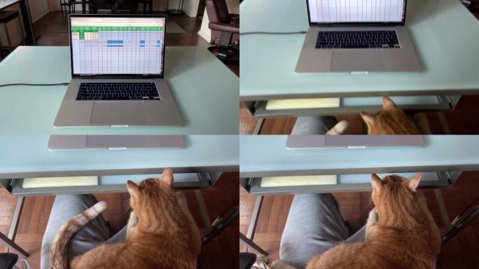 尝试在计算机上工作时，猫在腿上