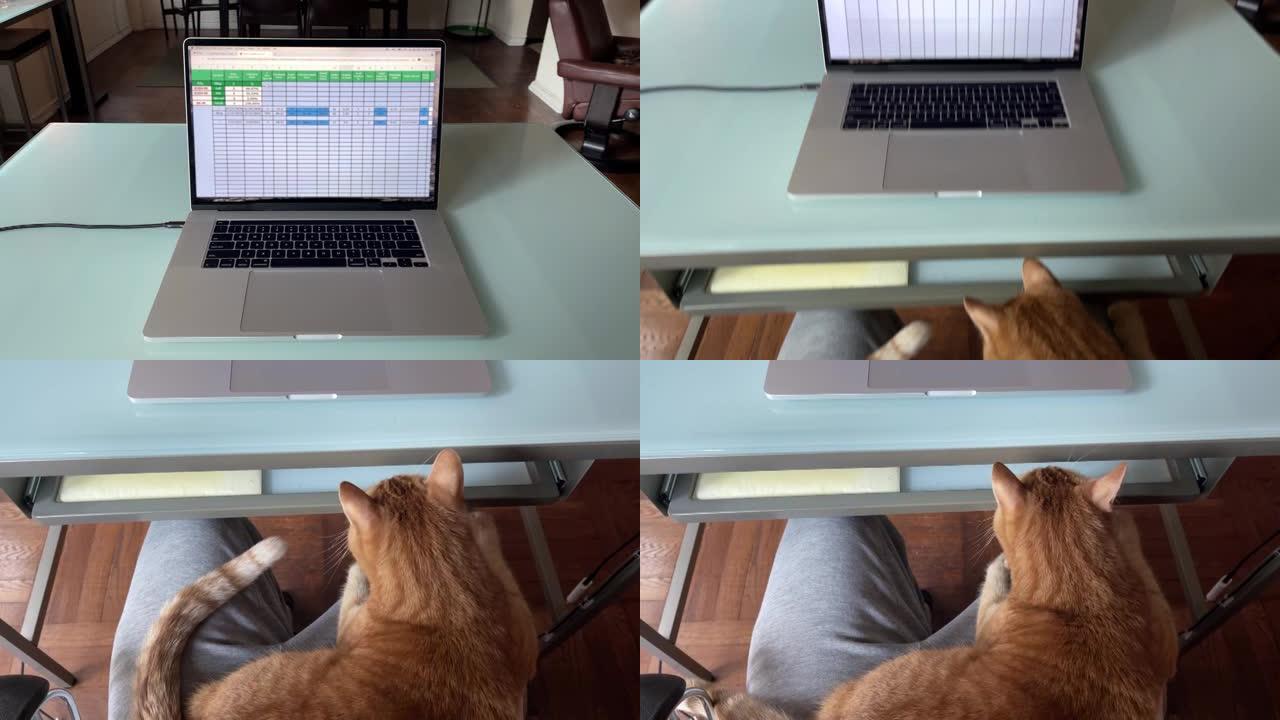 尝试在计算机上工作时，猫在腿上