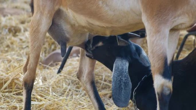 年轻的黑山羊喝妈妈的牛奶。