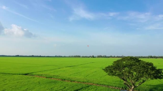 越南乡村风筝和绿色田野的和平景观