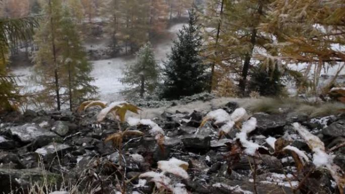 一年中的第一场雪，山，落叶松，云杉，风景，