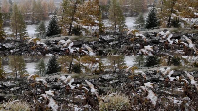 一年中的第一场雪，山，落叶松，云杉，风景，