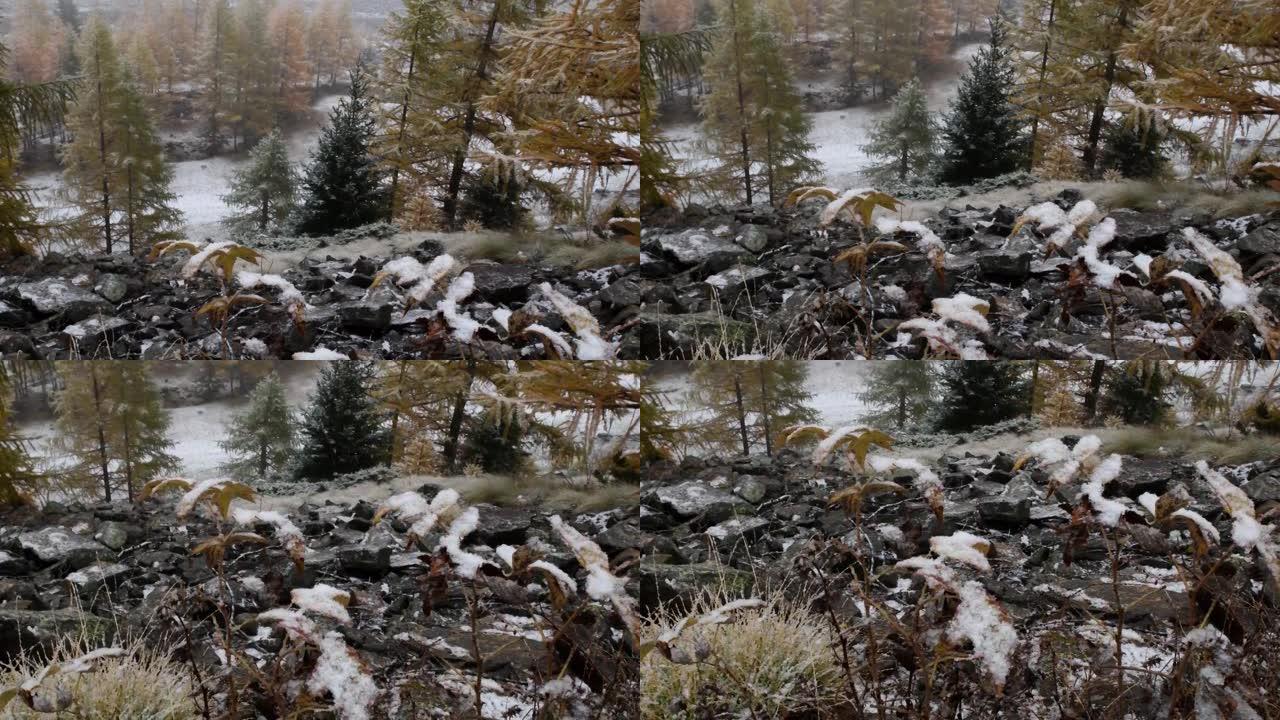 一年中的第一场雪，山，落叶松，云杉，风景，