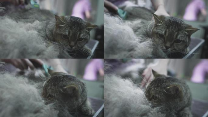 梳理，在沙龙里为动物梳理一只猫。医生女孩用梳子抓着猫的皮毛，剪头发。纯种猫的美容院
