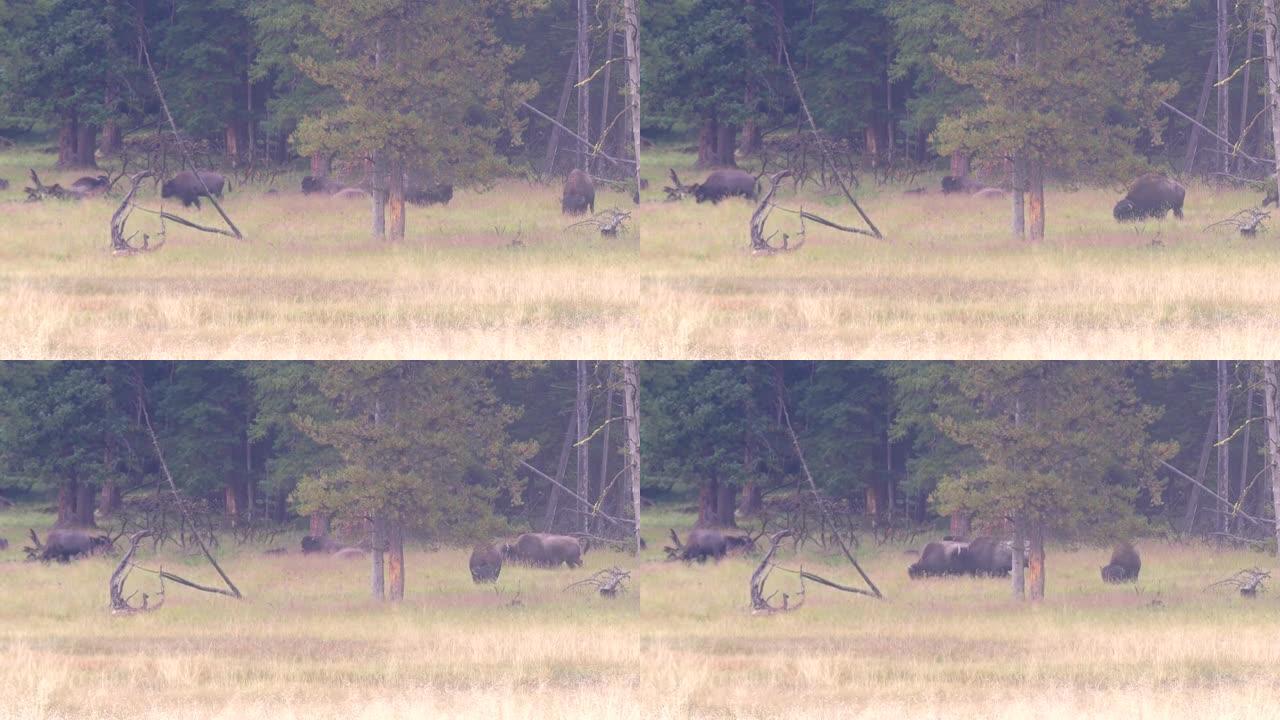 怀俄明州黄石国家公园一群水牛在空地上漫步并放牧