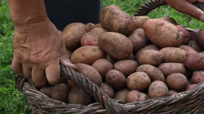 人们整理土豆。在花园里收获土豆。土豆篮子。家庭园艺