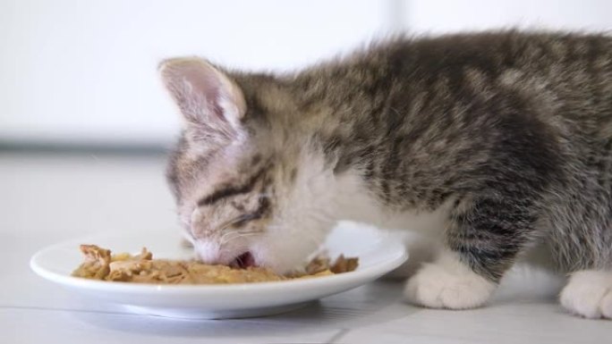特写条纹小猫在家为小猫吃新鲜的猫粮罐头。小猫吃完后舔嘴唇。广告湿小猫食品