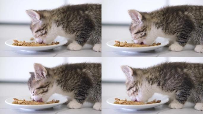 特写条纹小猫在家为小猫吃新鲜的猫粮罐头。小猫吃完后舔嘴唇。广告湿小猫食品