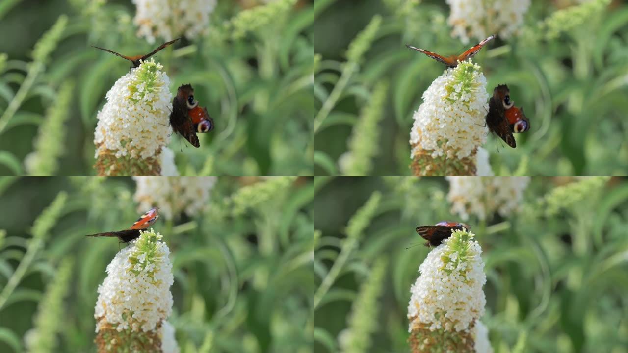 两只孔雀蝴蝶以花蜜为食。