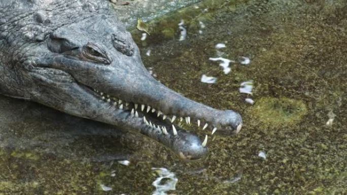 虚假的gharial或Tomistomain在自然公园的河边