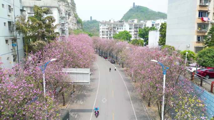柳州水南路紫荆花盛开时