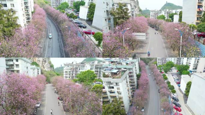 柳州水南路紫荆花盛开时