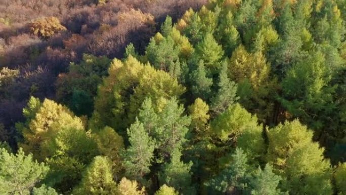 无人机镜头-黎明时秋天森林中的不同类型的树木。去偏远地区旅行。自然界季节性变化的概念。