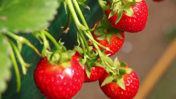草莓水果在乙烯基屋，韩国，河南
