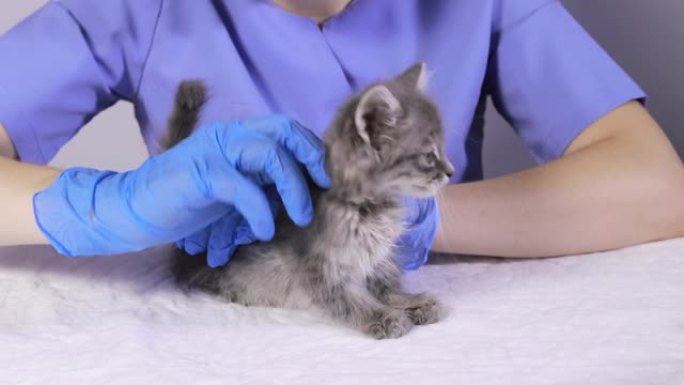 身穿蓝色制服的兽医医生正在将跳蚤和寄生虫滴入小猫的枯萎中