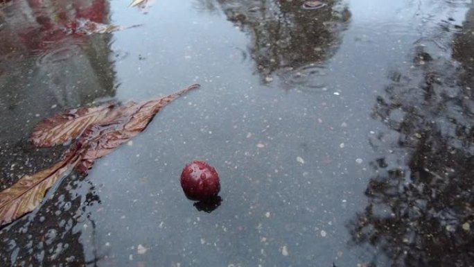 秋天，雨滴掉入一片落叶的水坑中