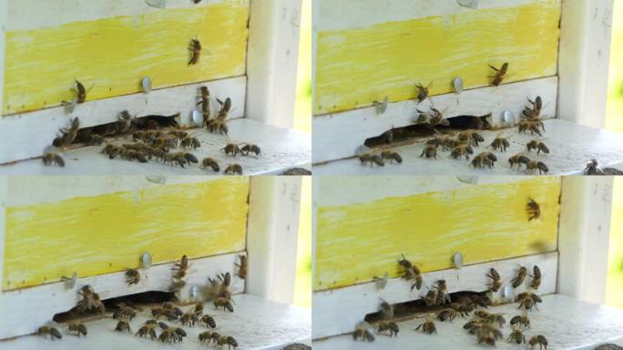 在阳光明媚的日子里，在蜂箱前拍摄飞行蜜蜂的4k特写镜头。