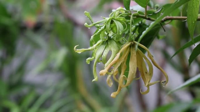 矮小依兰花的特写，Cananga odorata var。fruticosa，在自然光下有雨滴的番泻