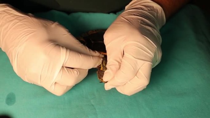 异国兽医给乌龟注射抗生素。
它也被称为里海乌龟或条纹颈龟 (Mauremys caspica)。
野