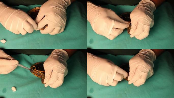 异国兽医给乌龟注射抗生素。
它也被称为里海乌龟或条纹颈龟 (Mauremys caspica)。
野