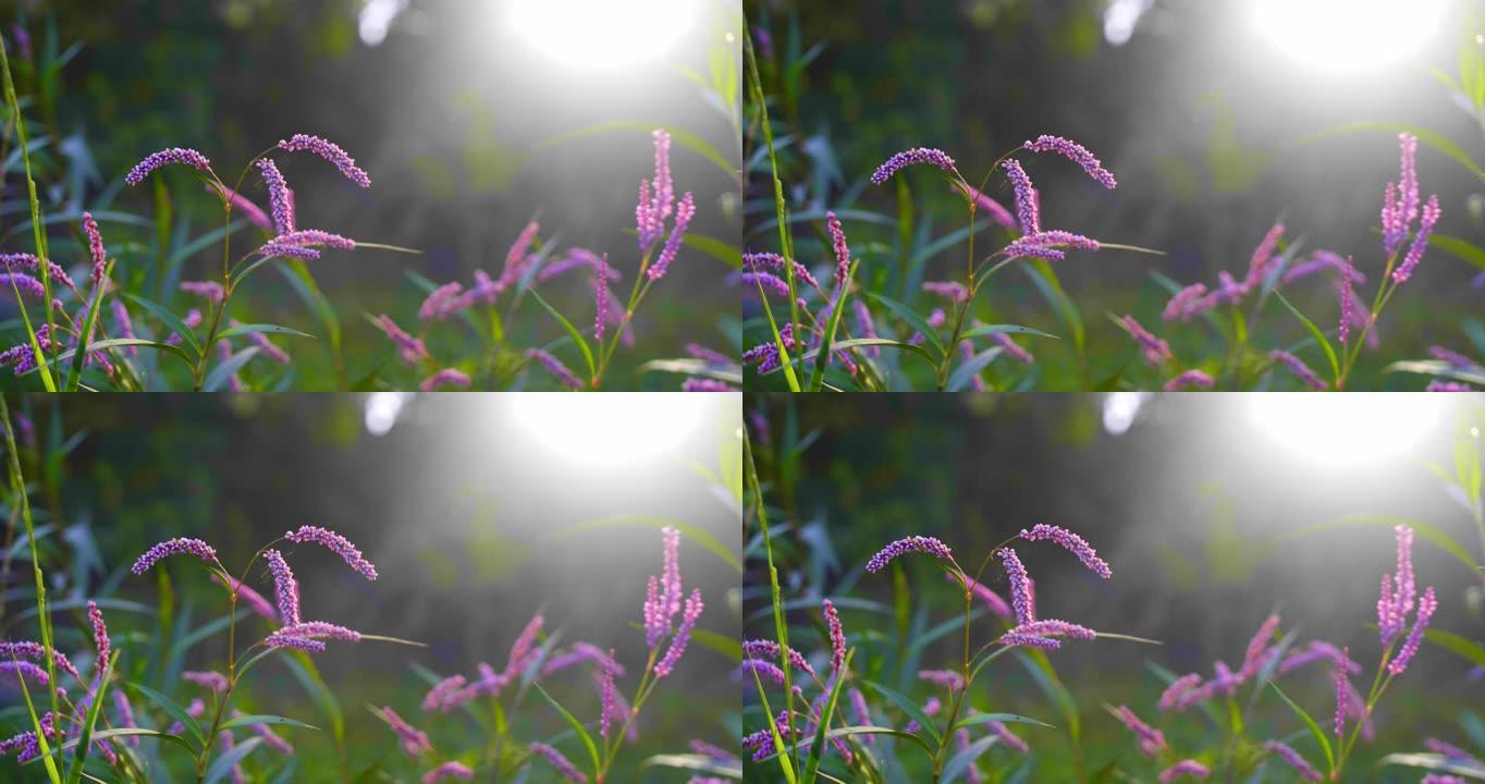 起绒花-拉丁名-仿金雀花