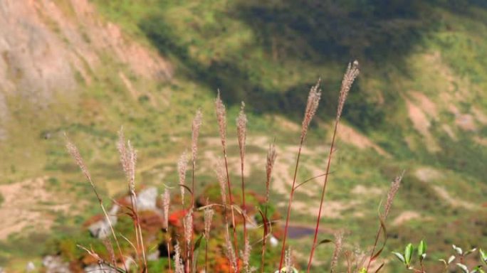福岛县万代山顶上的日本潘帕斯草