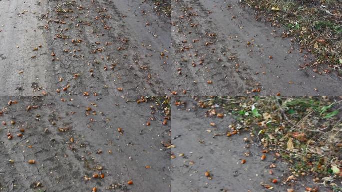 橡树橡子散落在巷道上