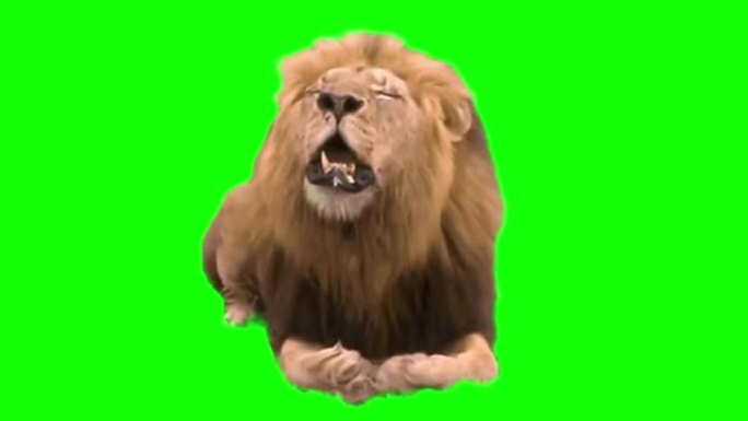 狮子在绿色屏幕上咆哮
