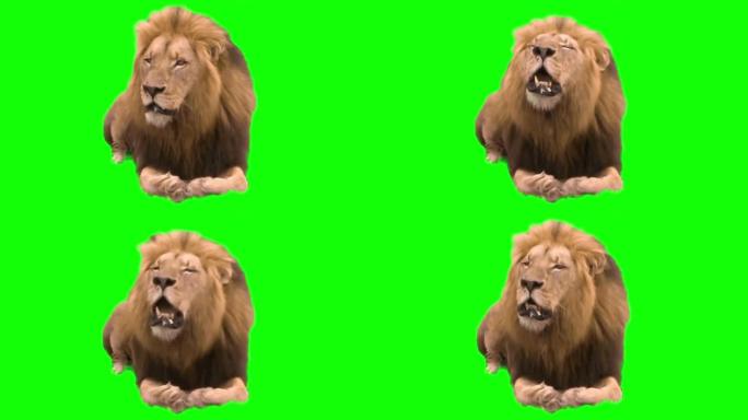 狮子在绿色屏幕上咆哮