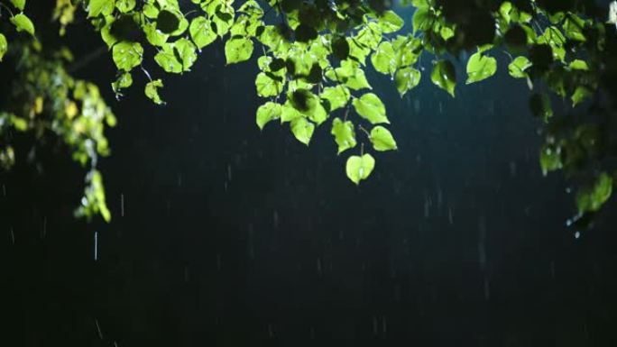 夜晚的背光雨，图片上有绿色的椴树叶子