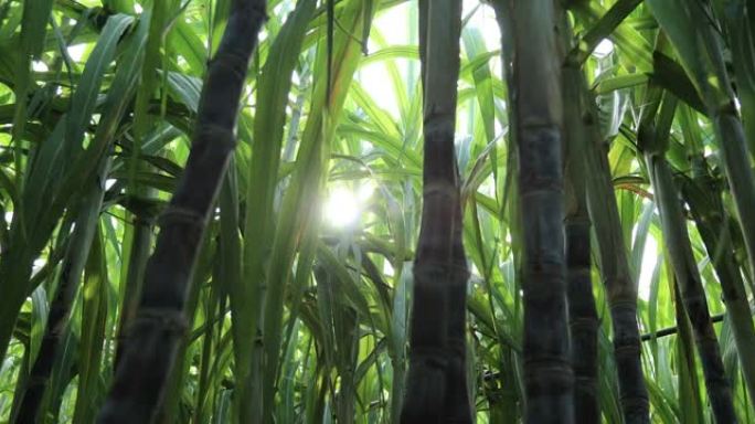 在田间生长的甘蔗植物