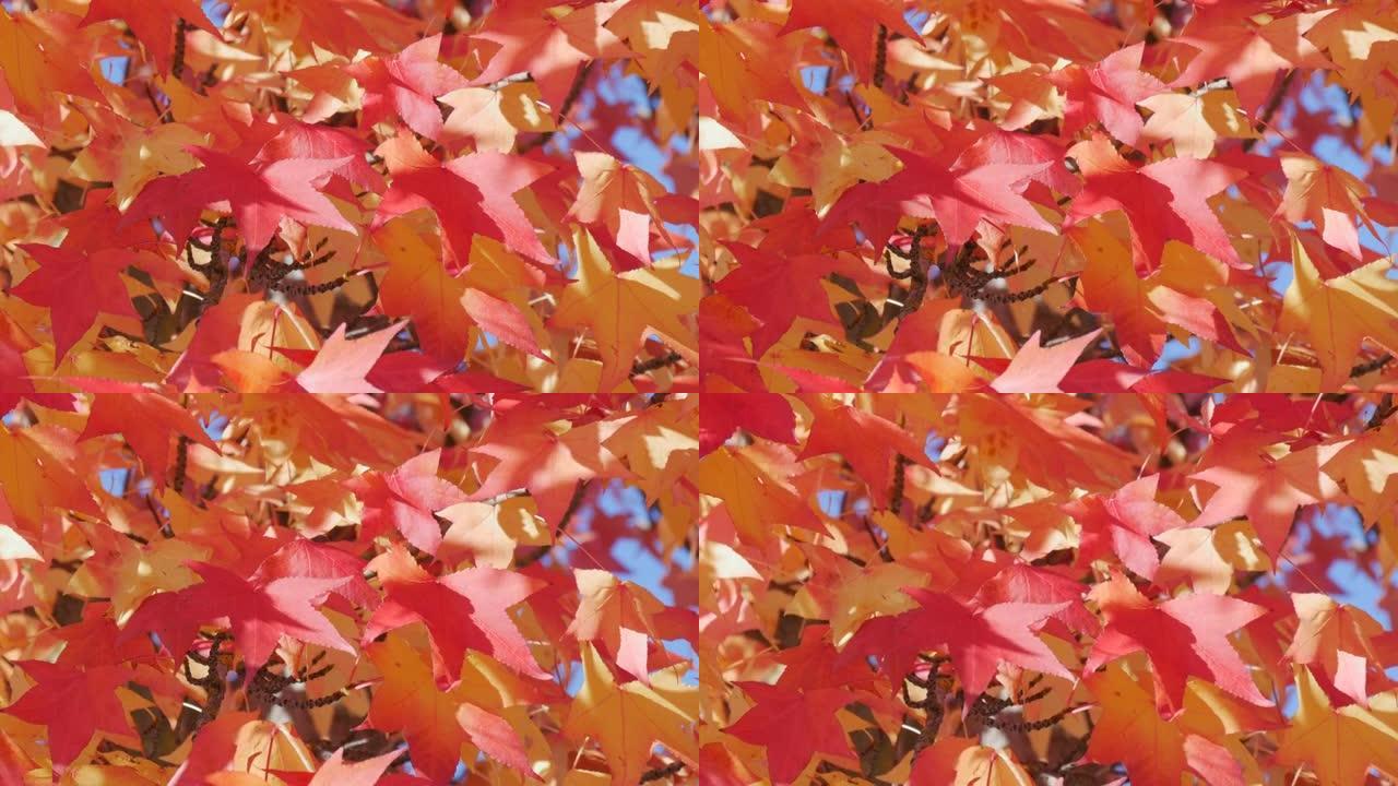 秋天的风景，红枫叶在树上的树枝上摇曳，在温暖的秋日在公园的街道上摇曳。蓝天下五颜六色的自然树叶特写