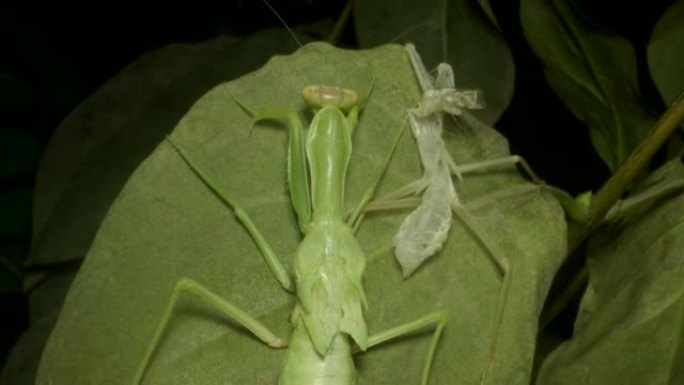 彻底换羽后的绿色螳螂，从若虫形式 (未成熟形式) 变成成年，坐在旧的废弃皮肤旁边。特写。4K-60f