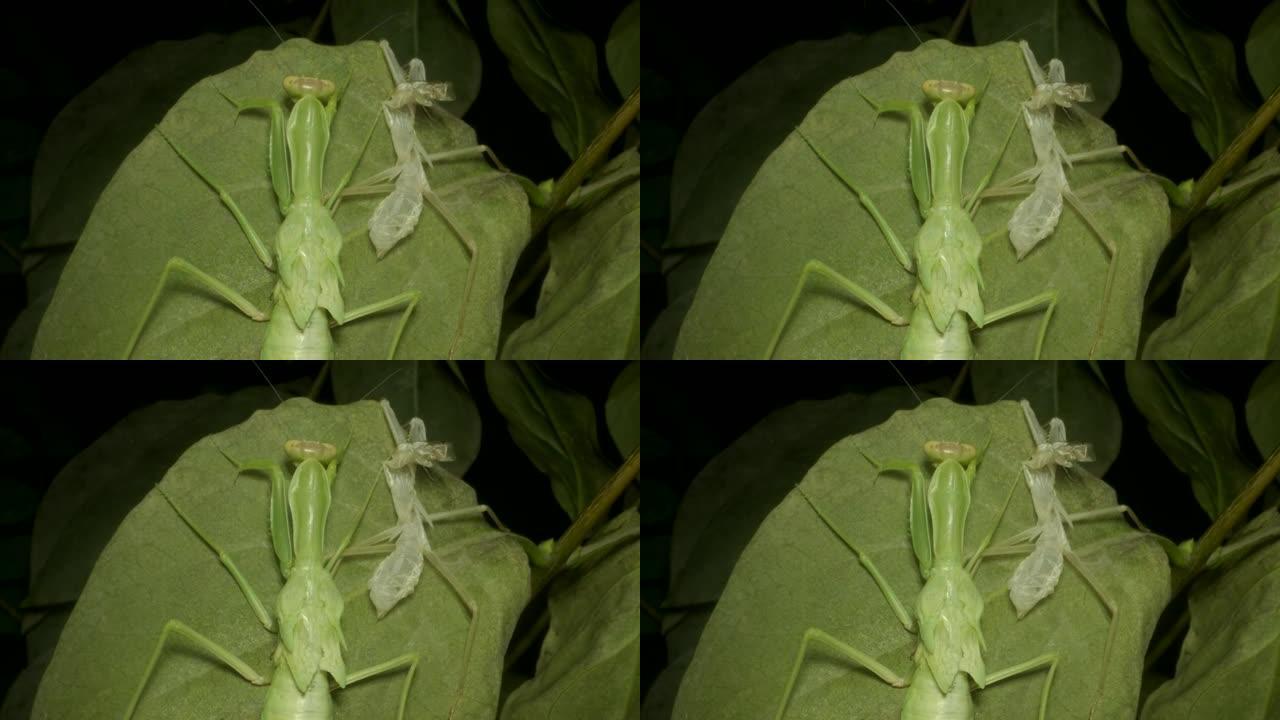 彻底换羽后的绿色螳螂，从若虫形式 (未成熟形式) 变成成年，坐在旧的废弃皮肤旁边。特写。4K-60f