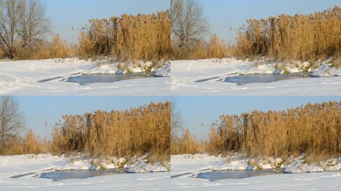 芦苇在雪的背景下在风中飘荡。芦苇的特写。自然背景，风中的芦苇。冬季景观