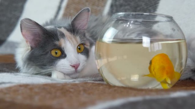 猫在家钓鱼。