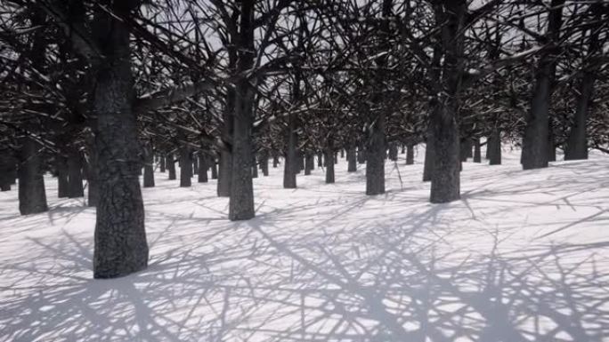 白色冬季雪林戏剧性场景自然冰冻景观阴影来自树木4k