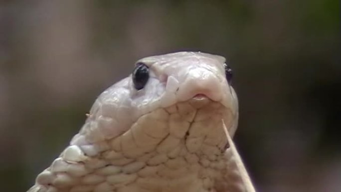 眼镜蛇蛇