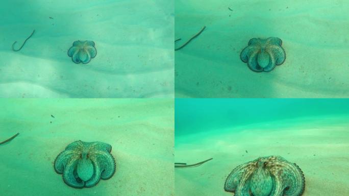 野生章鱼在水下慢动作游泳。章鱼张开双臂，就像在地中海的水下跳舞一样。海上一只章鱼