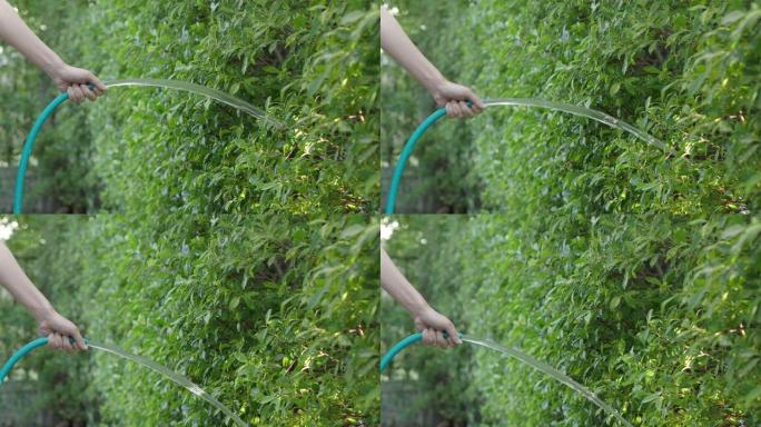 浇水树。女人的手臂正在使用喷水软管。女园丁，用软管浇灌家庭花园中的植物和树木。从橡胶管注入水。给后院