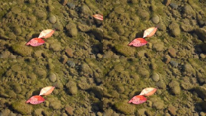 被太阳照亮的红色秋叶漂浮在河流回水的水面上，背景