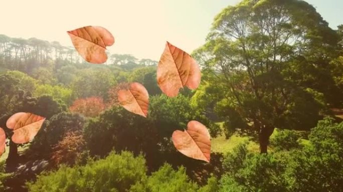 橙色秋叶落在公园的动画