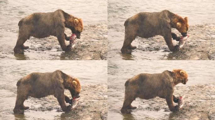 一只大灰熊在清洁自己之前非常接近地吃了大口鲑鱼