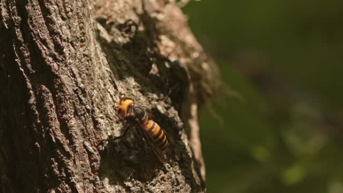 亚洲巨型大黄蜂清洁天线和身体。
