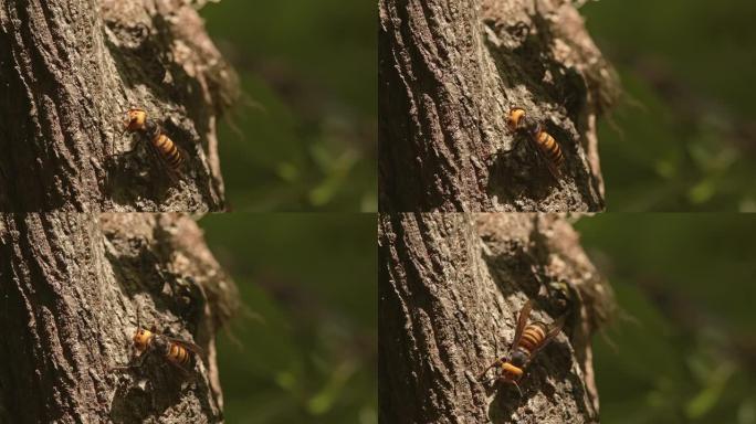 亚洲巨型大黄蜂清洁天线和身体。